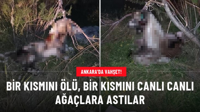 17 köpek ağaca asılmış halde bulundu