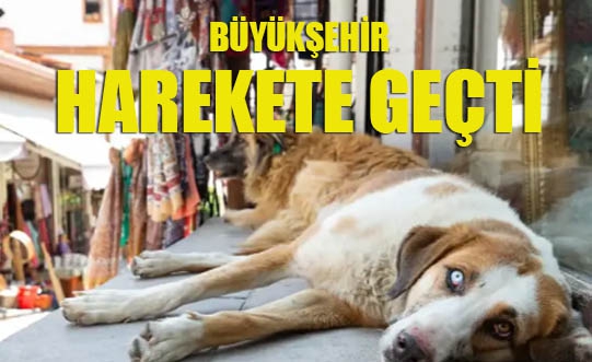 Büyükşehir sahipsiz hayvanlar için harekete geçti