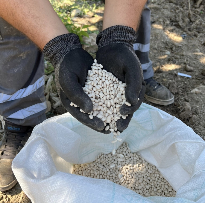 “Çandır Fasulyesi”çiftçiye kazandıracak