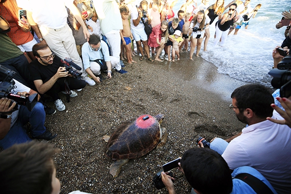 CARETTA CARETTA BİR YILDIR AKDENİZ’DE DOLAŞIYOR