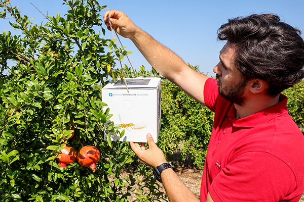 Çiftçilere Faydalı Böcek Desteği Devam ediyor