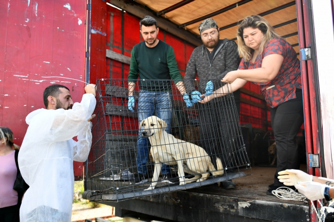 Enkazdan kurtarılan köpekler tedavide