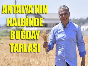 Antalyanın kalbinde sapsarı buğday tarlası