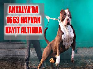 Bin 663 hayvan kayıt altına alındı