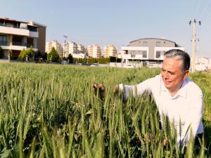 Buğdaylar Başak Verdi