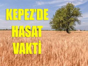 Kepezde hasat vakti