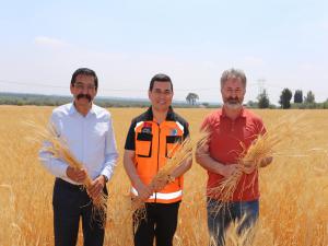 Kepezin Buğday Tarlalarında 2. Hasat