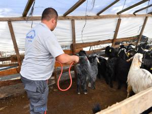 Konyaaltı Belediyesinden Hayvan Üreticilerine İlaçlama Desteği