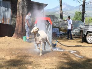 Konyaaltı Belediyesinden Hayvancılığa Bir Destek Daha