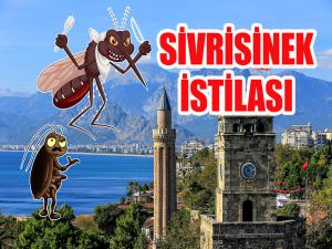 Sivrisinek İstilası Altındayız