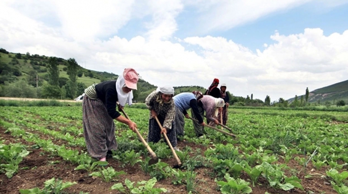 Kadınların tarımda rolü büyük