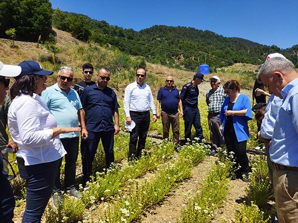 Konyaaltı’nda kekik hasadı başladı