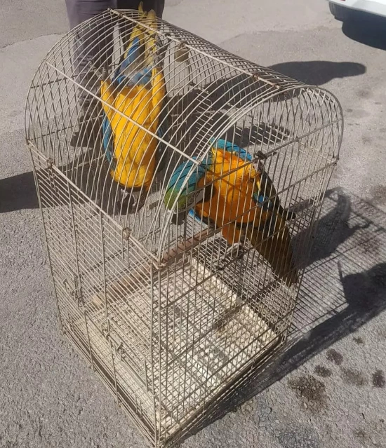 Macaw Papağanlarına EL KONULDU