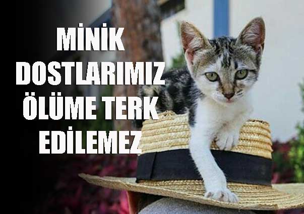  ‘Minik dostlarımız ölüme terk edilemez’