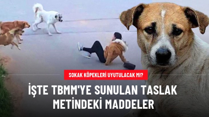 Sokak köpekleri uyutulacak mı?