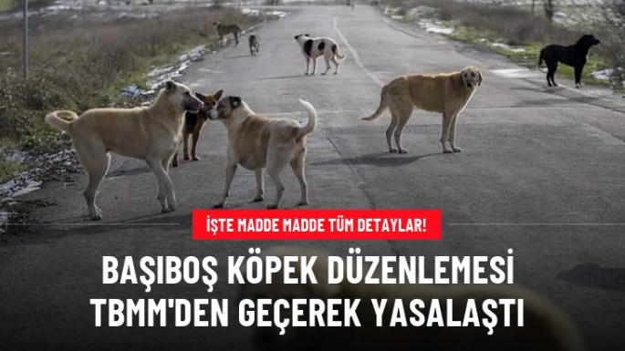 Sokak köpekleri yasası meclisten geçti