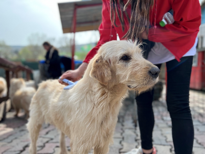 Tüm Canlılar Sevgi Dolu Bir Yuvayı Hak Eder