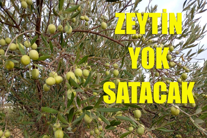 Zeytin yok satacak